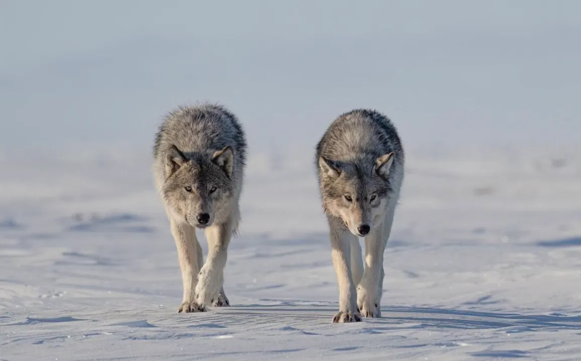 Фотографиня оказалась в окружении волчьей стаи в Арктике