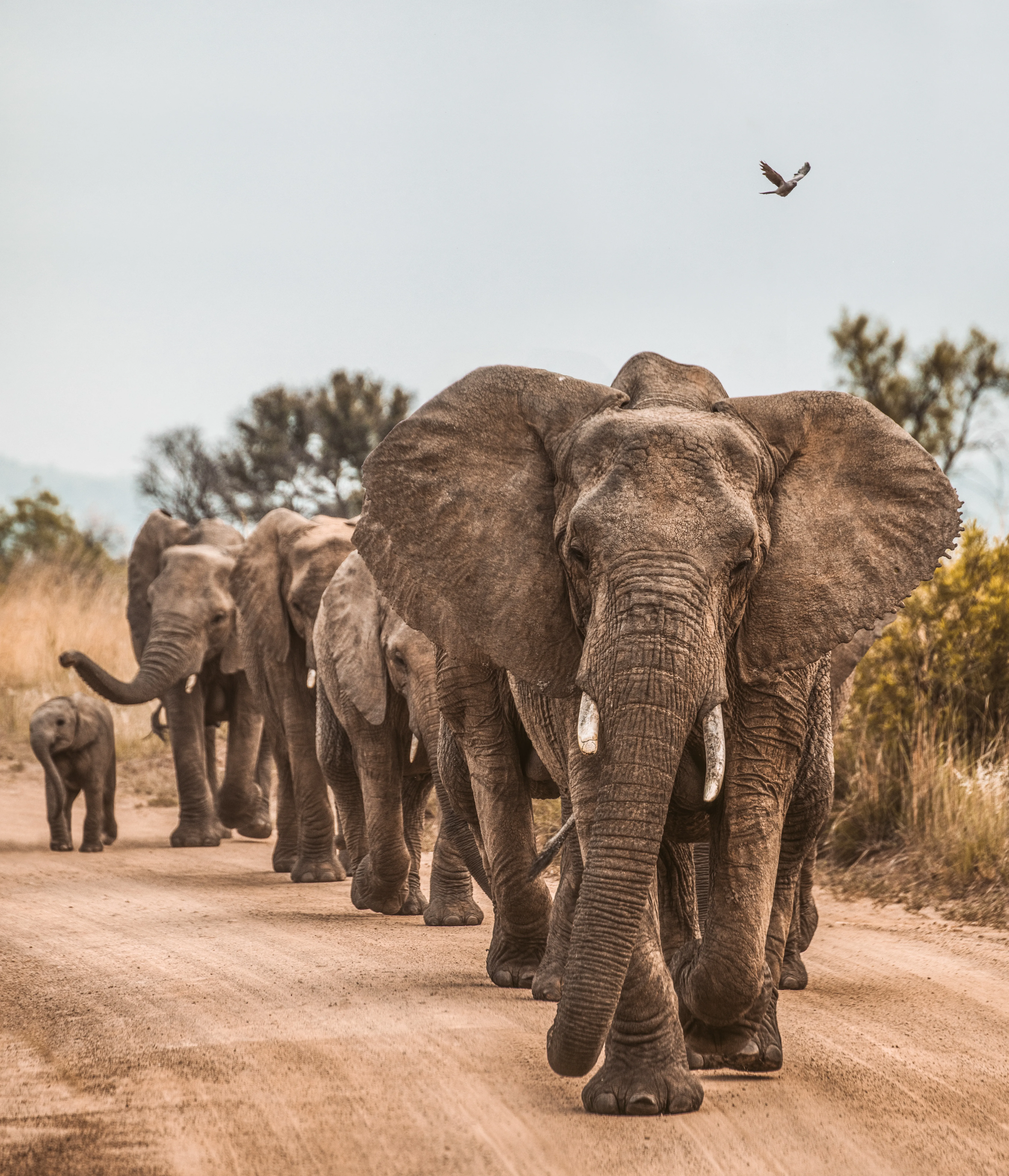 Африканские слоны используют имена, чтобы общаться друг с другом
