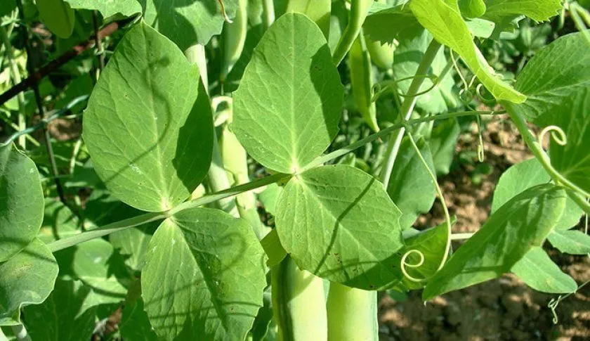 Ботва гороха Ботва гороха