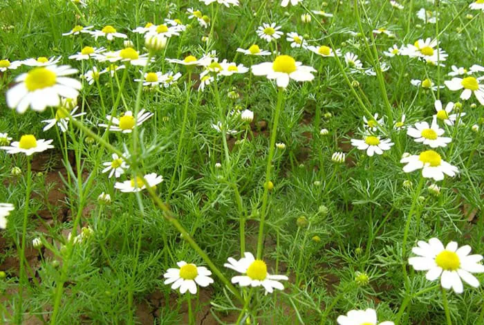 Ромашки Ромашки