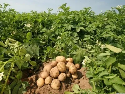Зріла картопля Зріла картопля