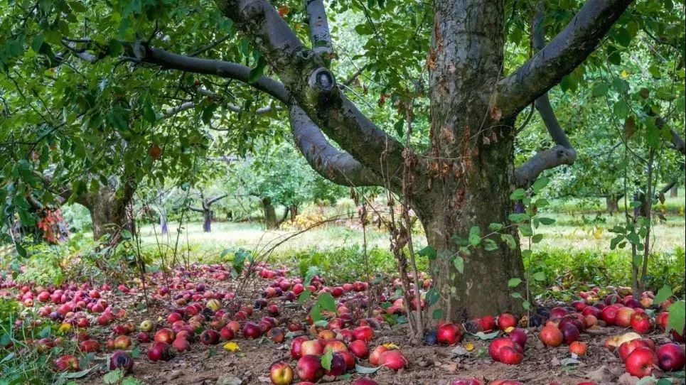 Старая яблоня Старая яблоня