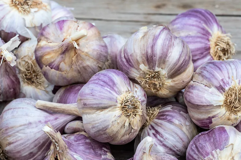 Зимний чеснок Зимний чеснок