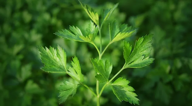 Петрушка Петрушка