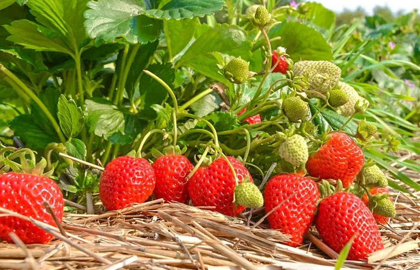 Клубника Клубника