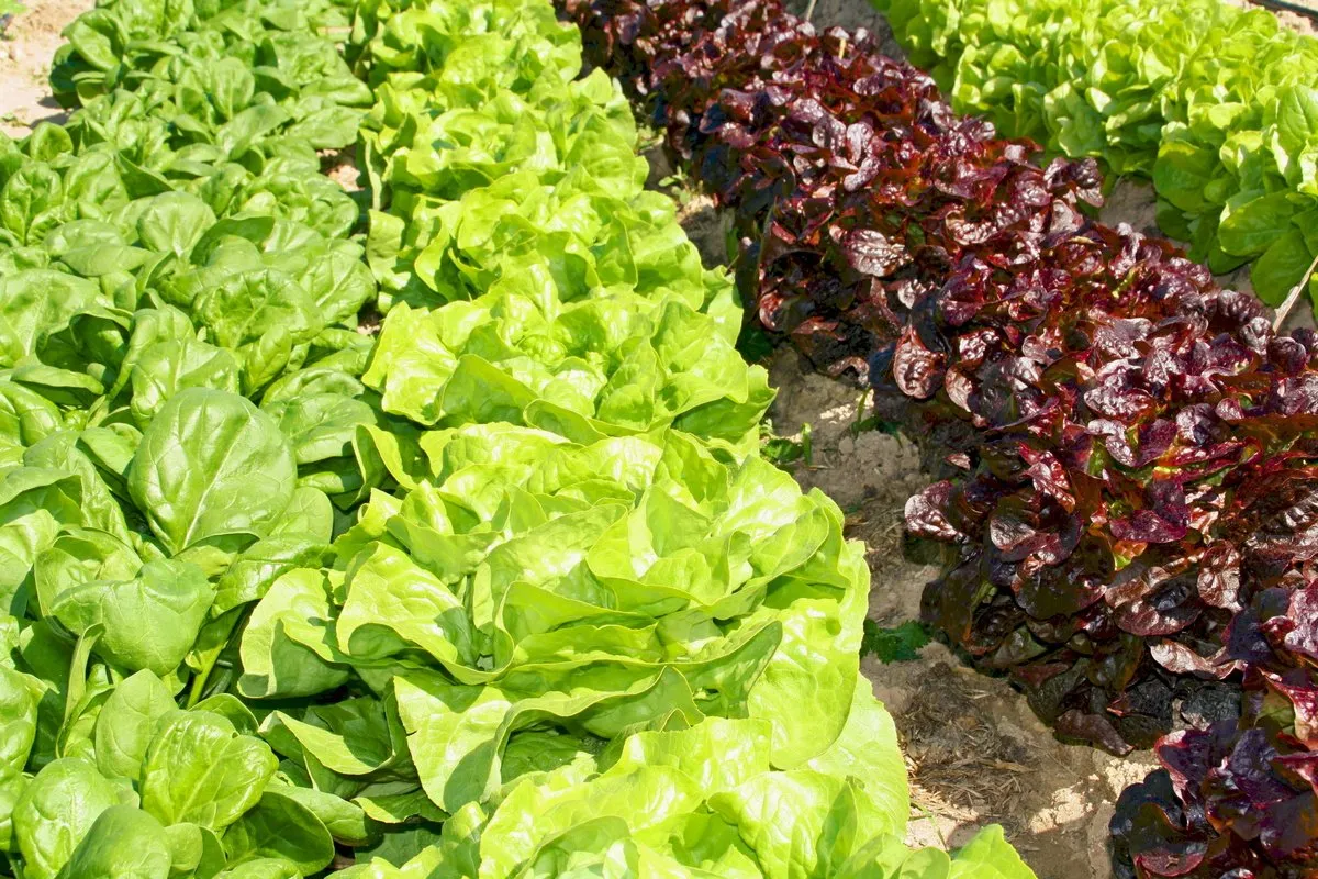 Салат Салат