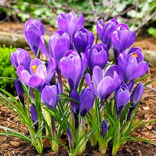 Крокусы Крокусы
