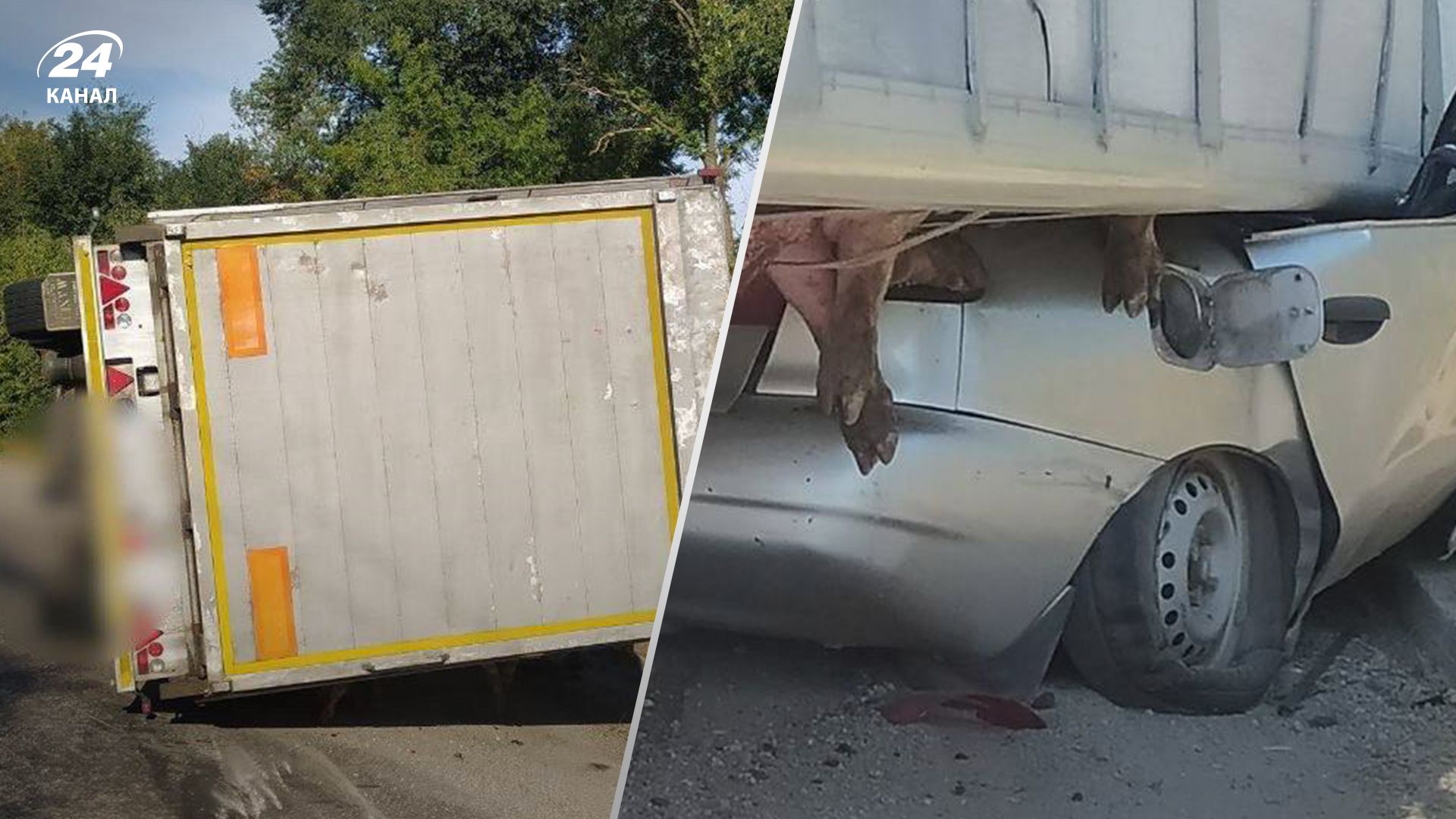 На Київщині вантажівка з тваринами перекинулася на легковик - 24 Канал На Київщині вантажівка з тваринами перекинулася на легковик - 24 Канал