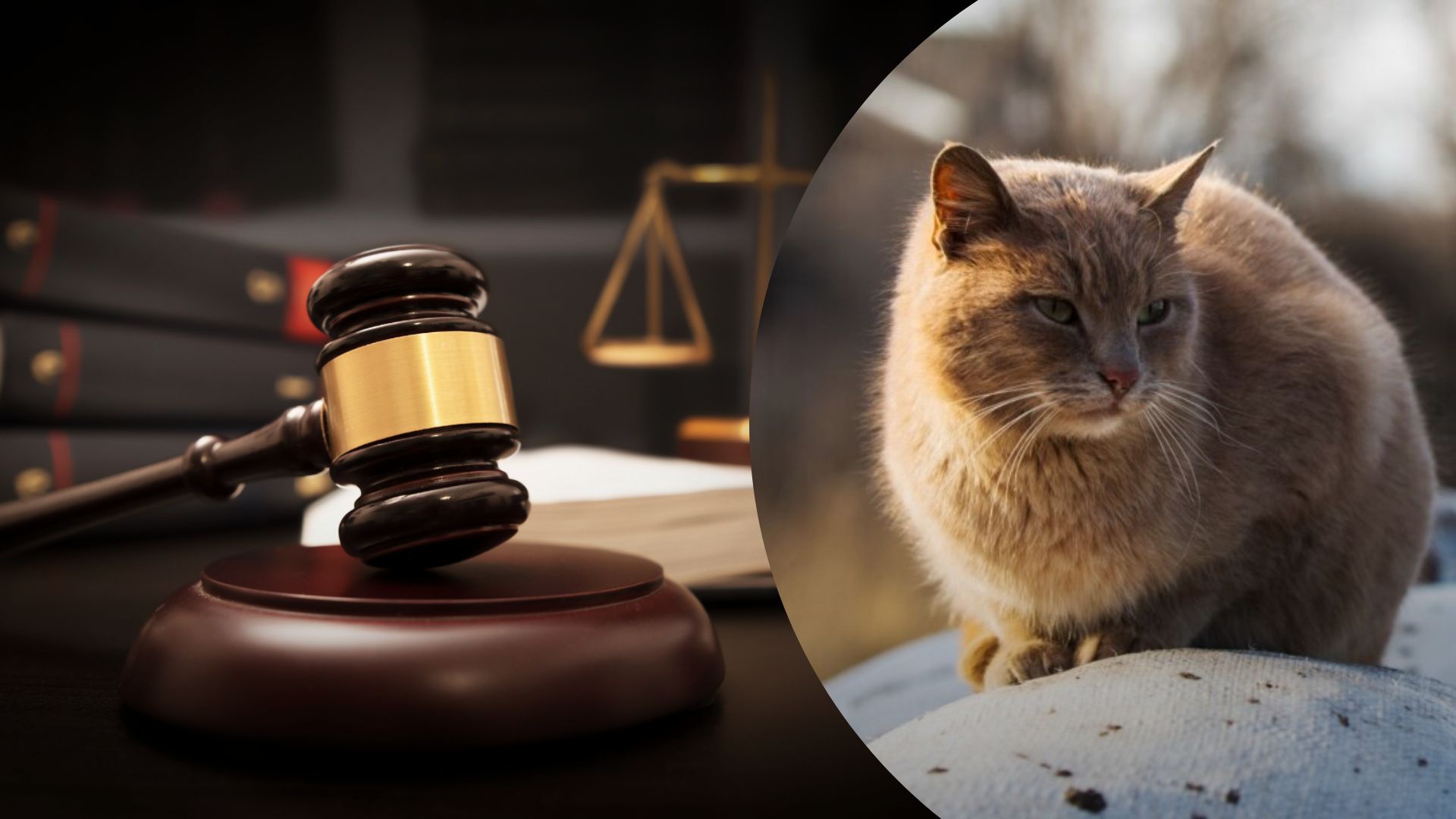 Девочка жестоко поиздевалась над котом - 24 Канал Девочка жестоко поиздевалась над котом - 24 Канал