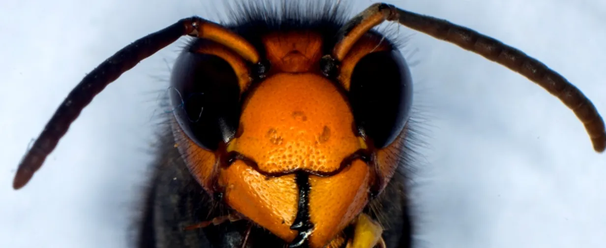 Шершні-вбивці можуть знищувати цілі бджолині колонії за один напад
