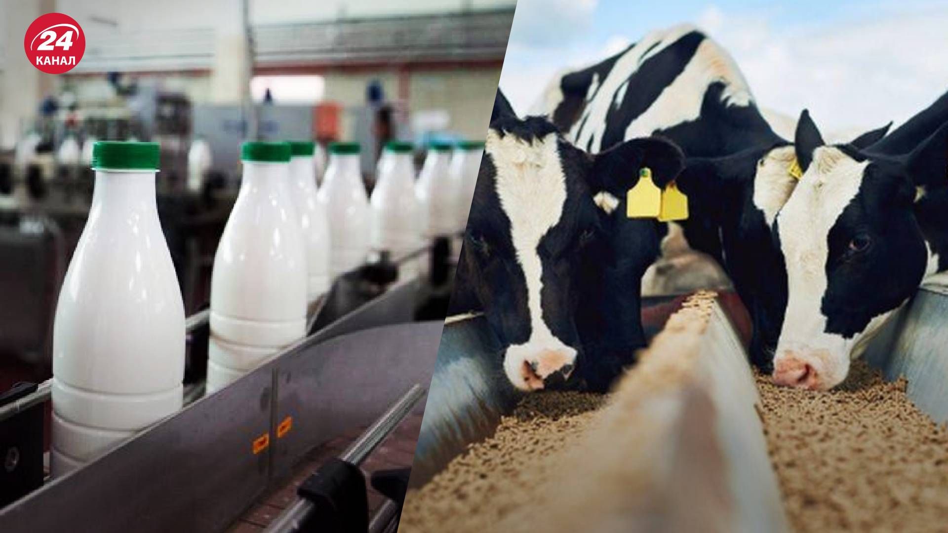 "Магазинное молоко – из порошка": зачем "теневые" производители распространяют этот миф "Магазинное молоко – из порошка": зачем "теневые" производители распространяют этот миф