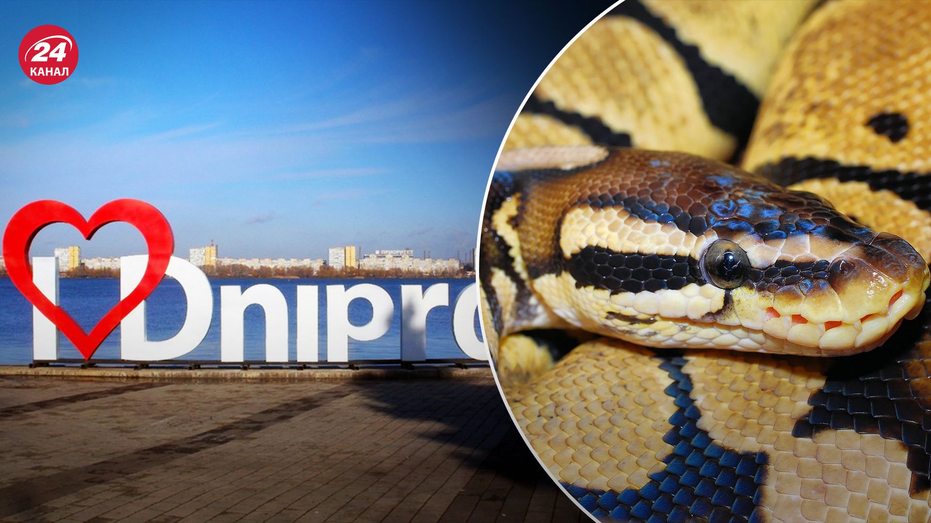 В Днепре питона "выгуливали" в супермаркете В Днепре питона "выгуливали" в супермаркете