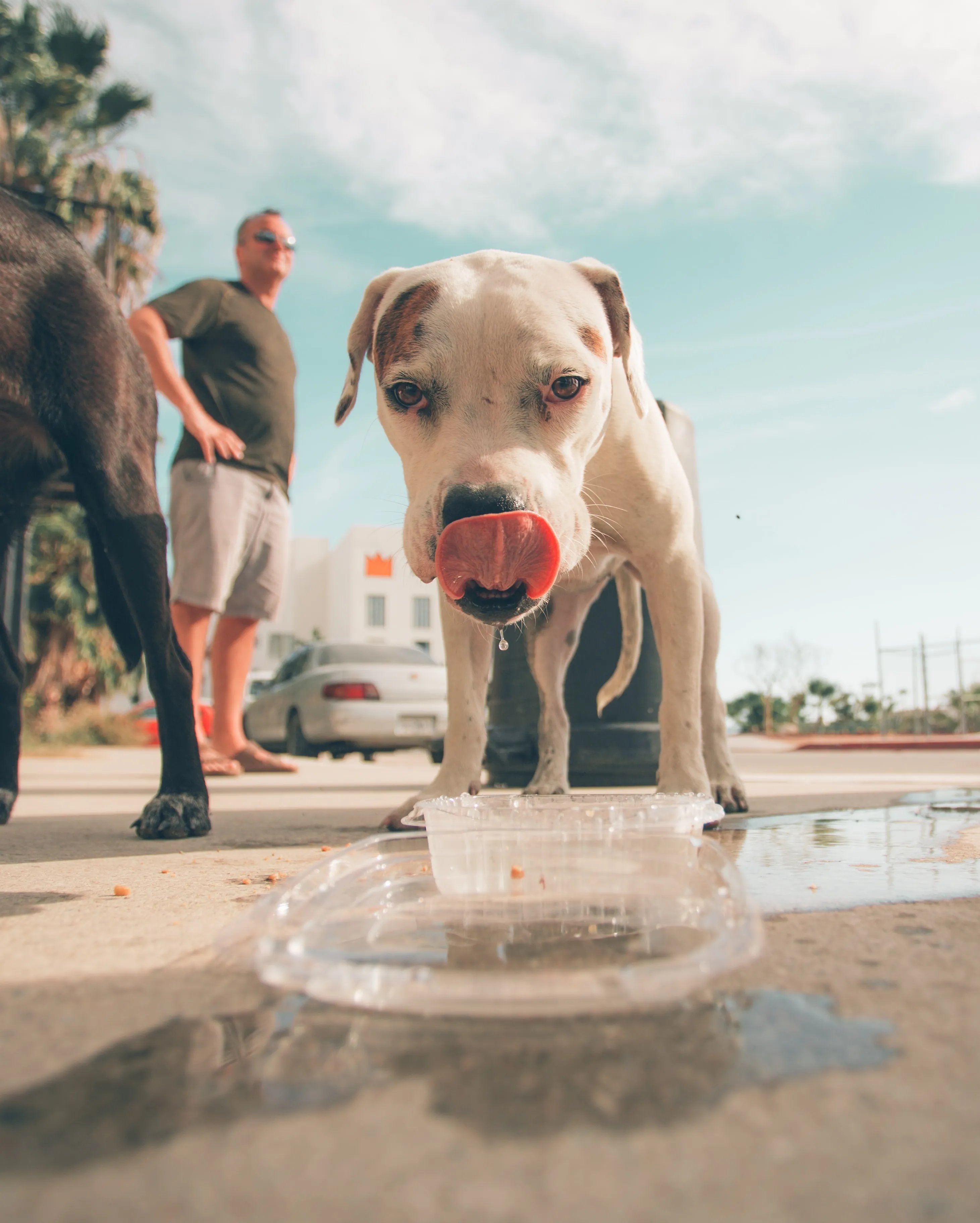 Яку воду не можна давати собаці