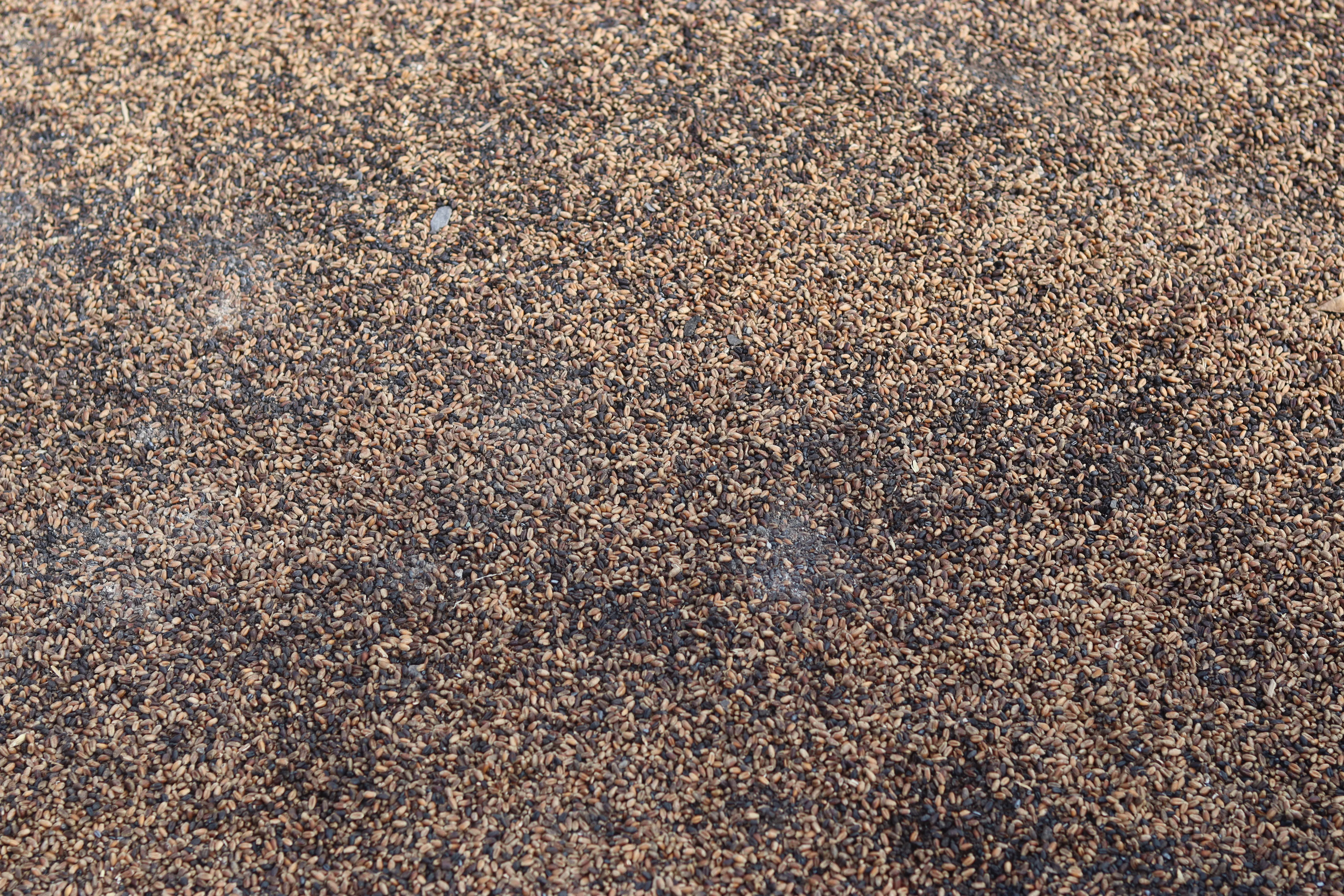 Спалений урожай пшениці Спалений урожай пшениці