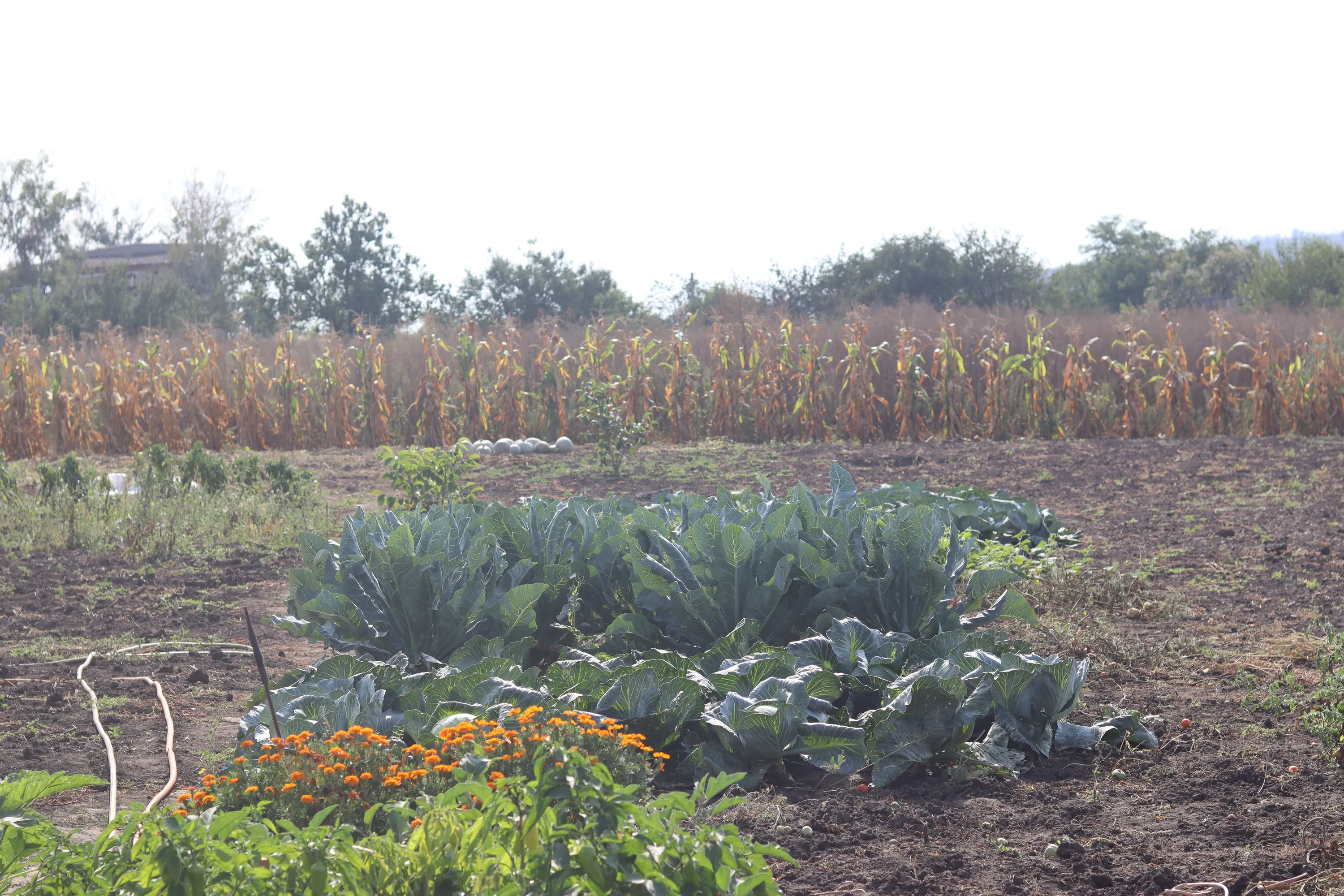 Урожай у Кам'янці