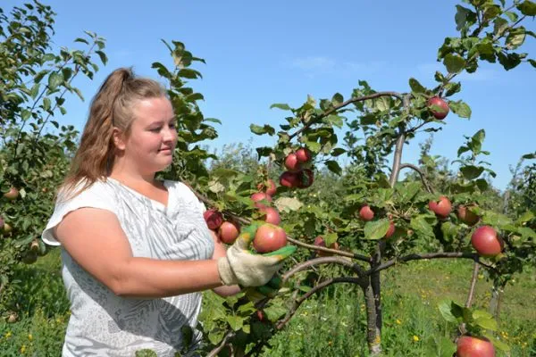 Сбор яблок Сбор яблок