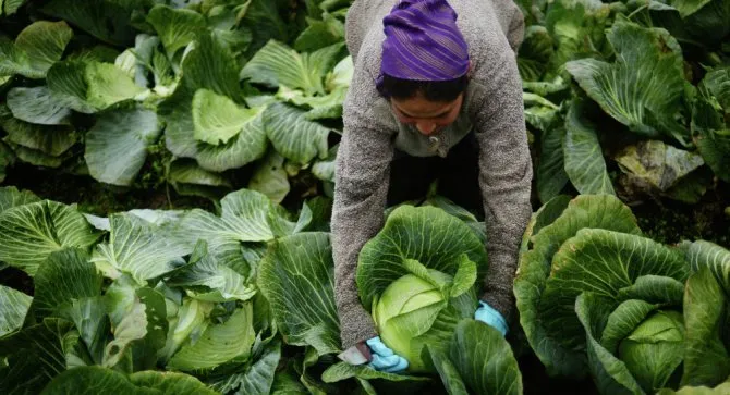 Сбор капусты Сбор капусты