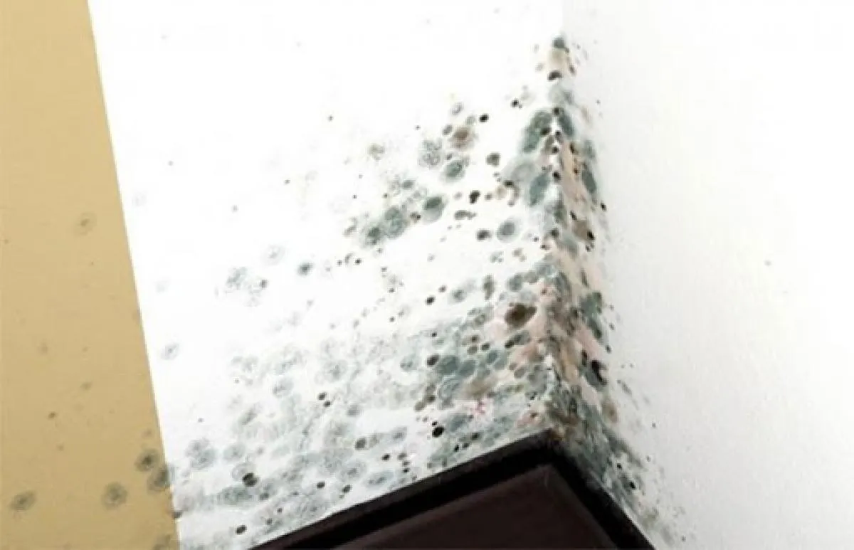 Плеснево в ванной Плеснево в ванной