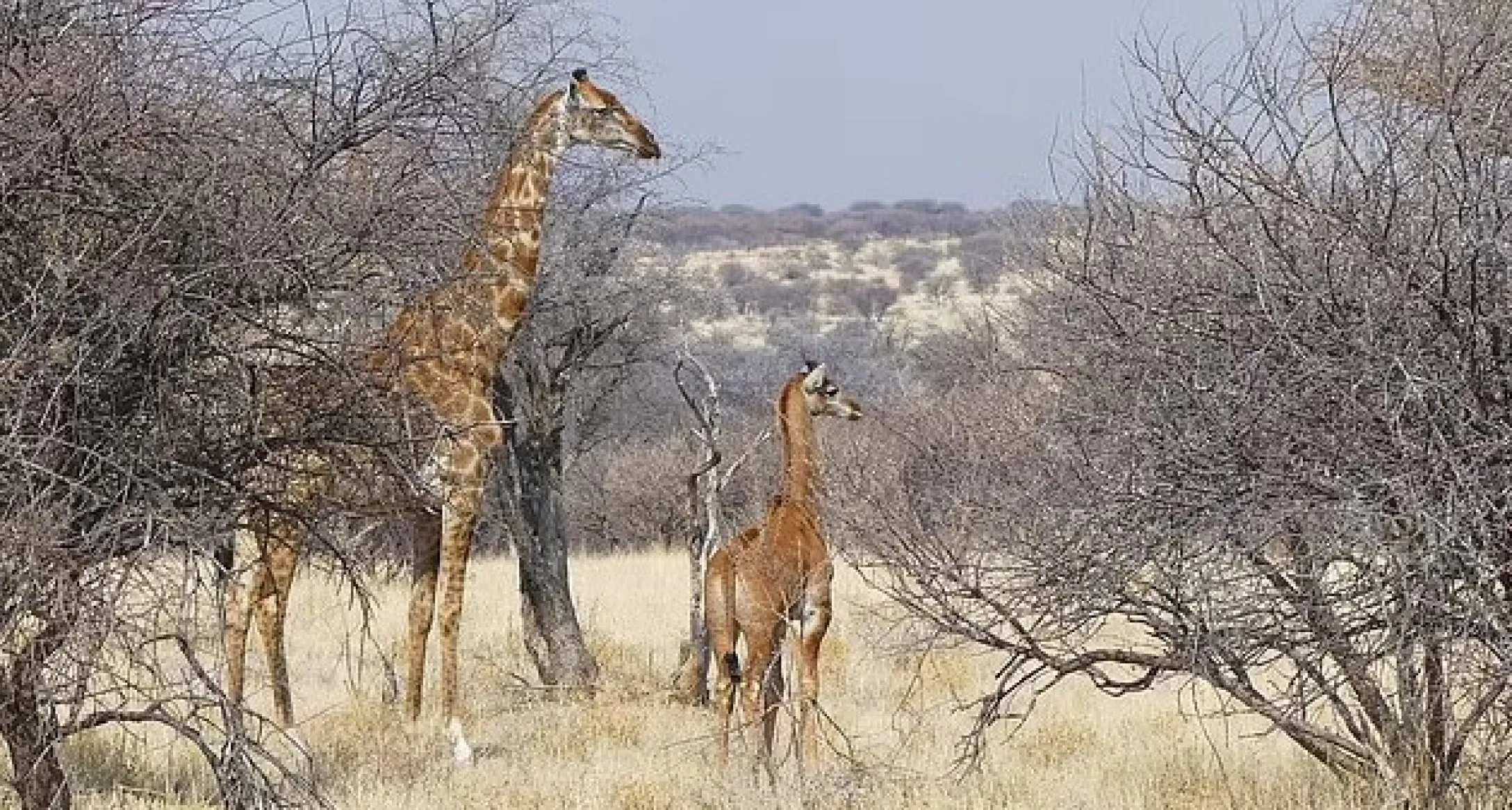 Першу жирафу без жодної плямочки в дикій природі виявлено в Африці