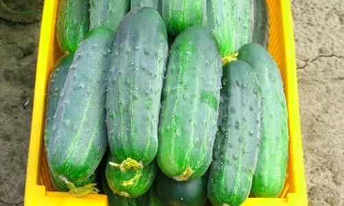 Гектор Гектор