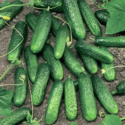 Маринда Маринда