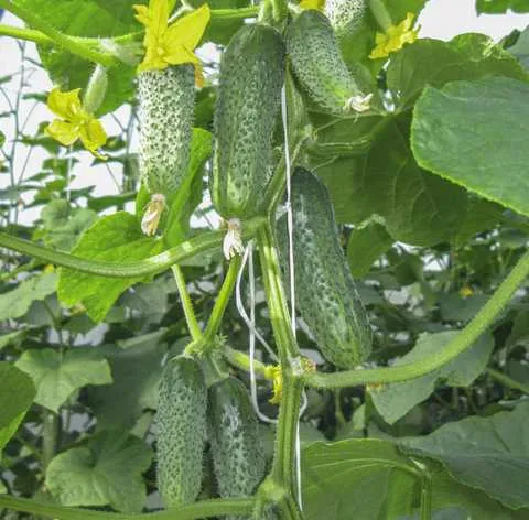 Евро Пик Евро Пик