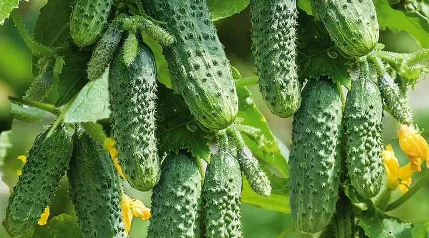 Герман F1 Герман F1