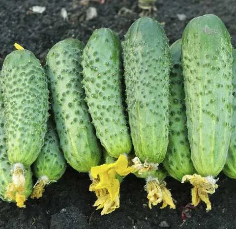 Авенсис Авенсис