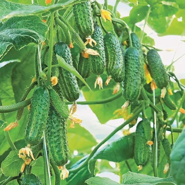 Эколь F1 Эколь F1