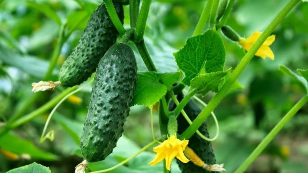 6 самых вкусных ранних сортов огурцов