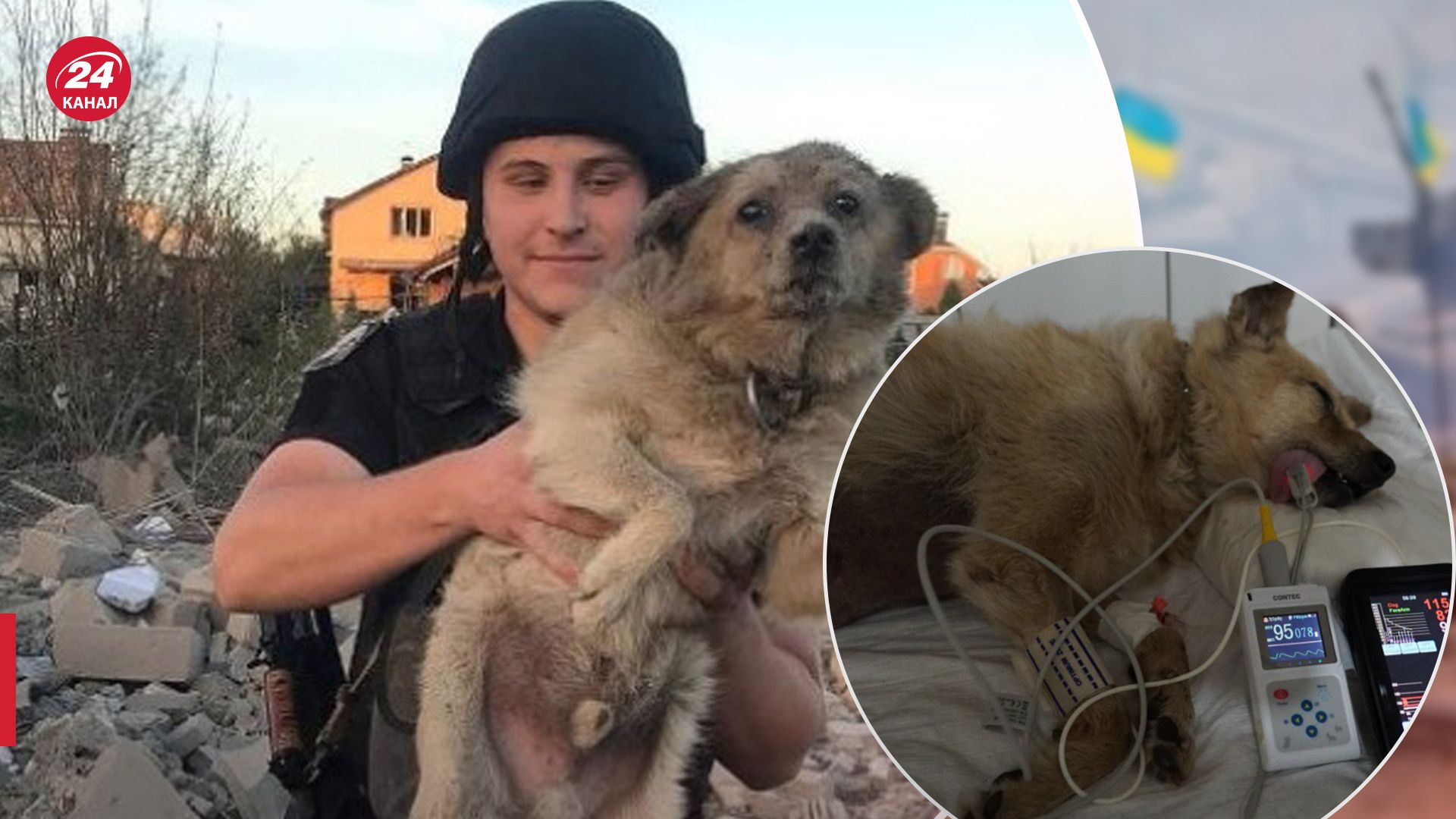 Помер пес, який постраждав унаслідок удару в Сумах - 24 Канал