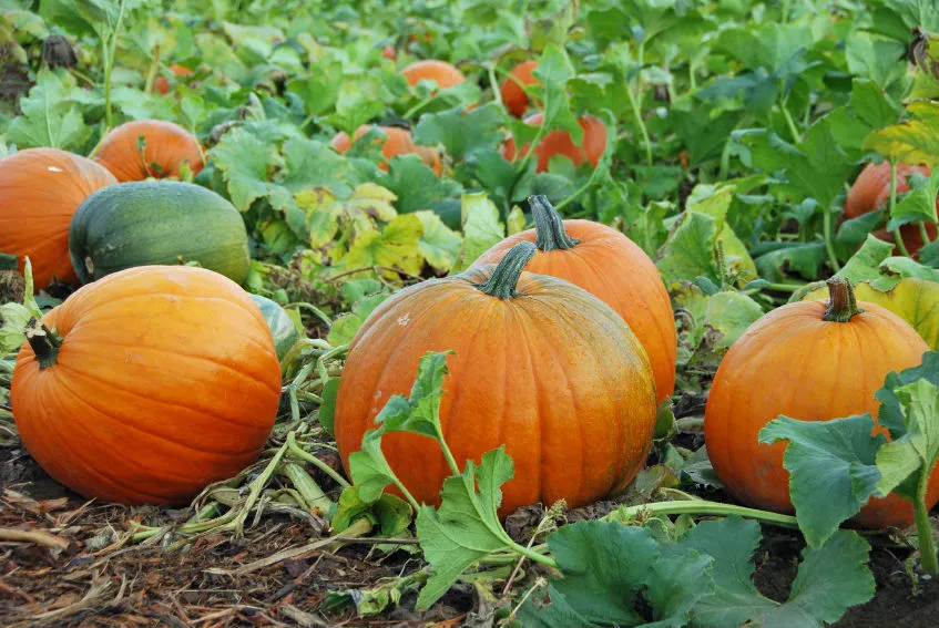 Тыква Тыква