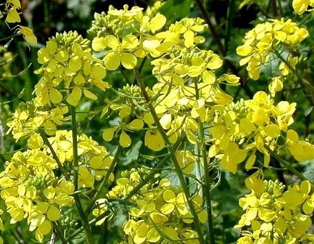 Белая горчица Белая горчица