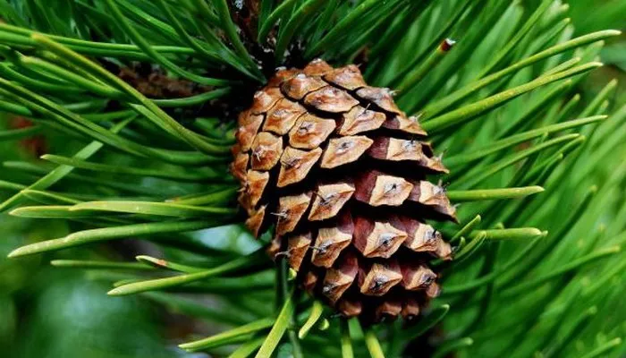 Шишка Шишка