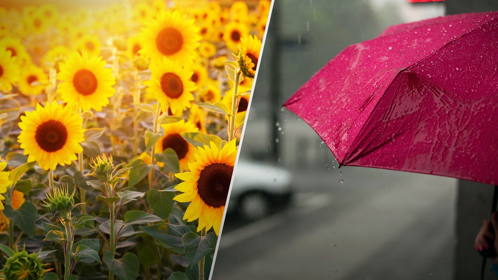 Прогноз погоди в Україні 15 вересня - якою буде погода в п'ятницю - 24 Канал Прогноз погоди в Україні 15 вересня - якою буде погода в п'ятницю - 24 Канал