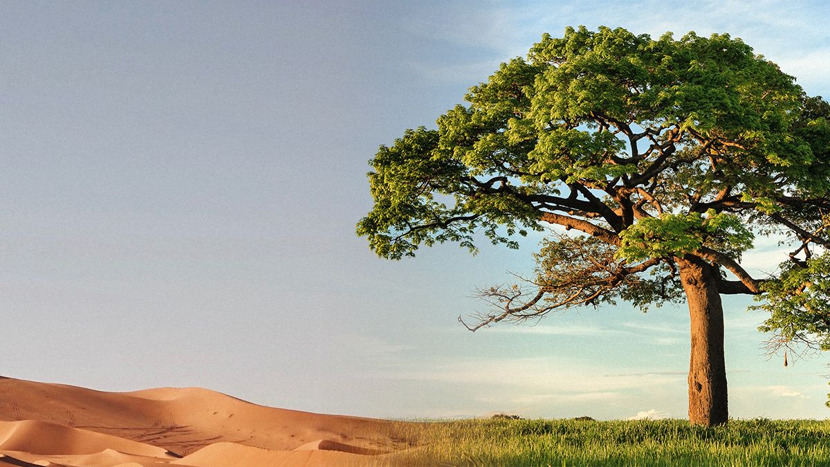 Сахара переживает циклы озеленения и засухи каждые 21 000 лет