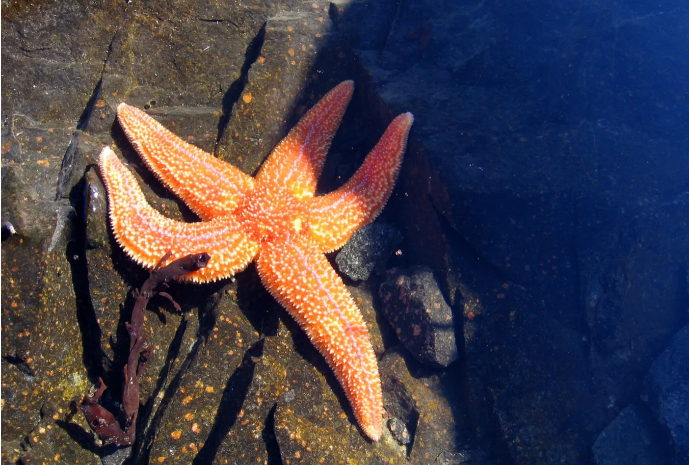 Морська зірка виду Asterias Rubens 
