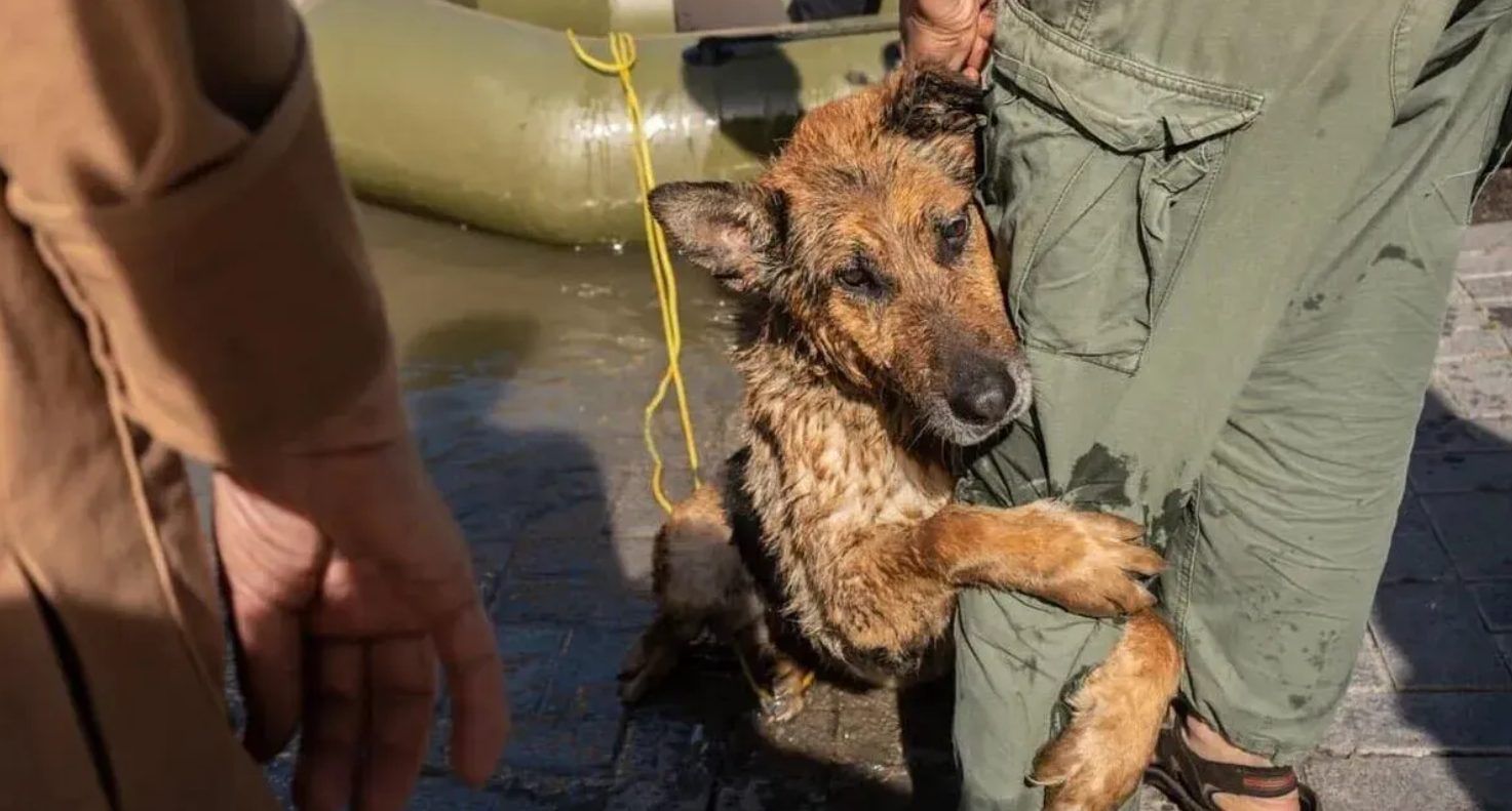 В Одессе ищут хозяина овчарки, выжившей после подрыва Каховской ГЭС - 24 Канал В Одессе ищут хозяина овчарки, выжившей после подрыва Каховской ГЭС - 24 Канал