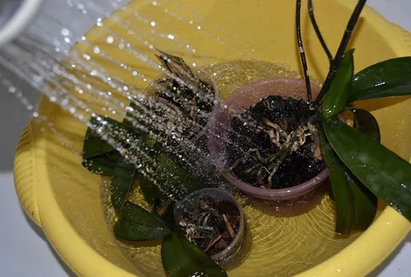 Полив из душа Полив из душа