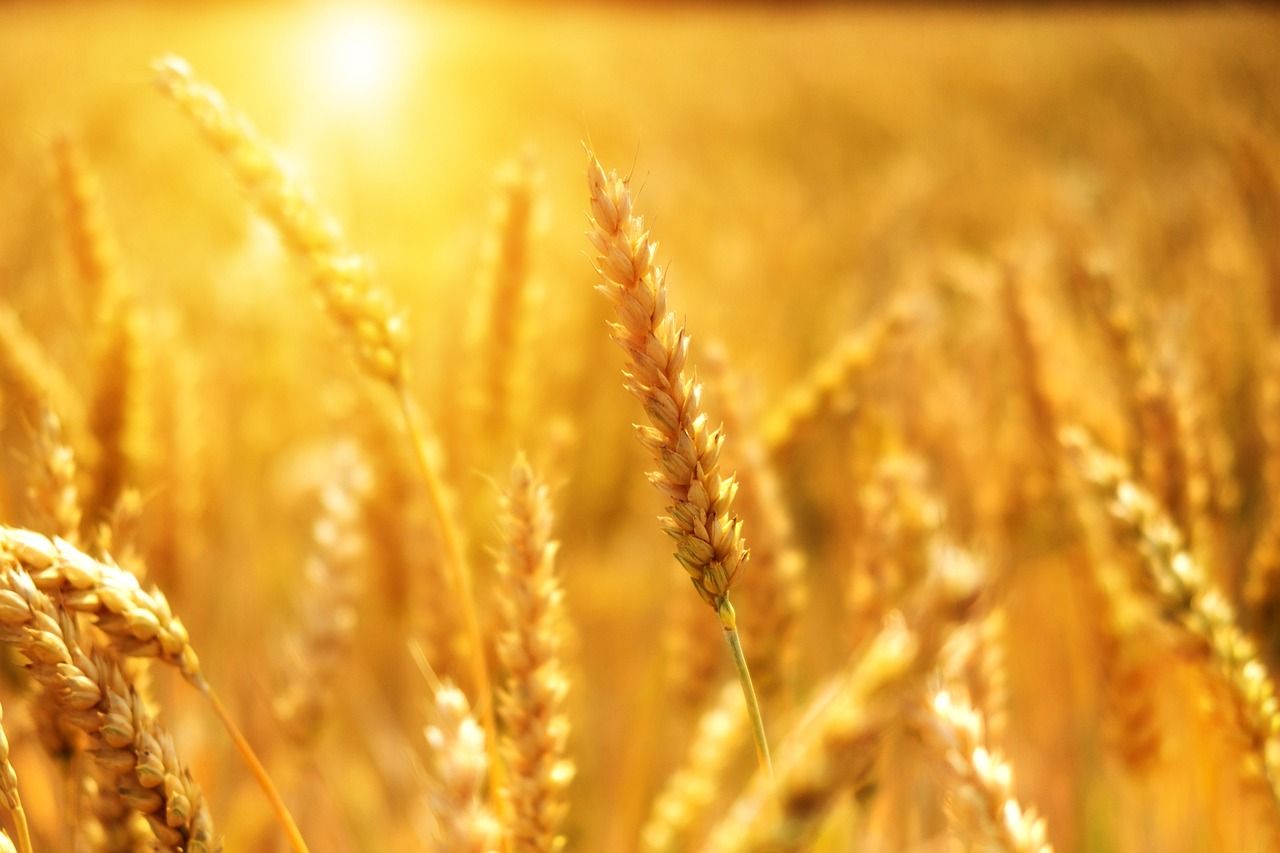 Несколько стран ЕС запретили ввоз зерна из Украины