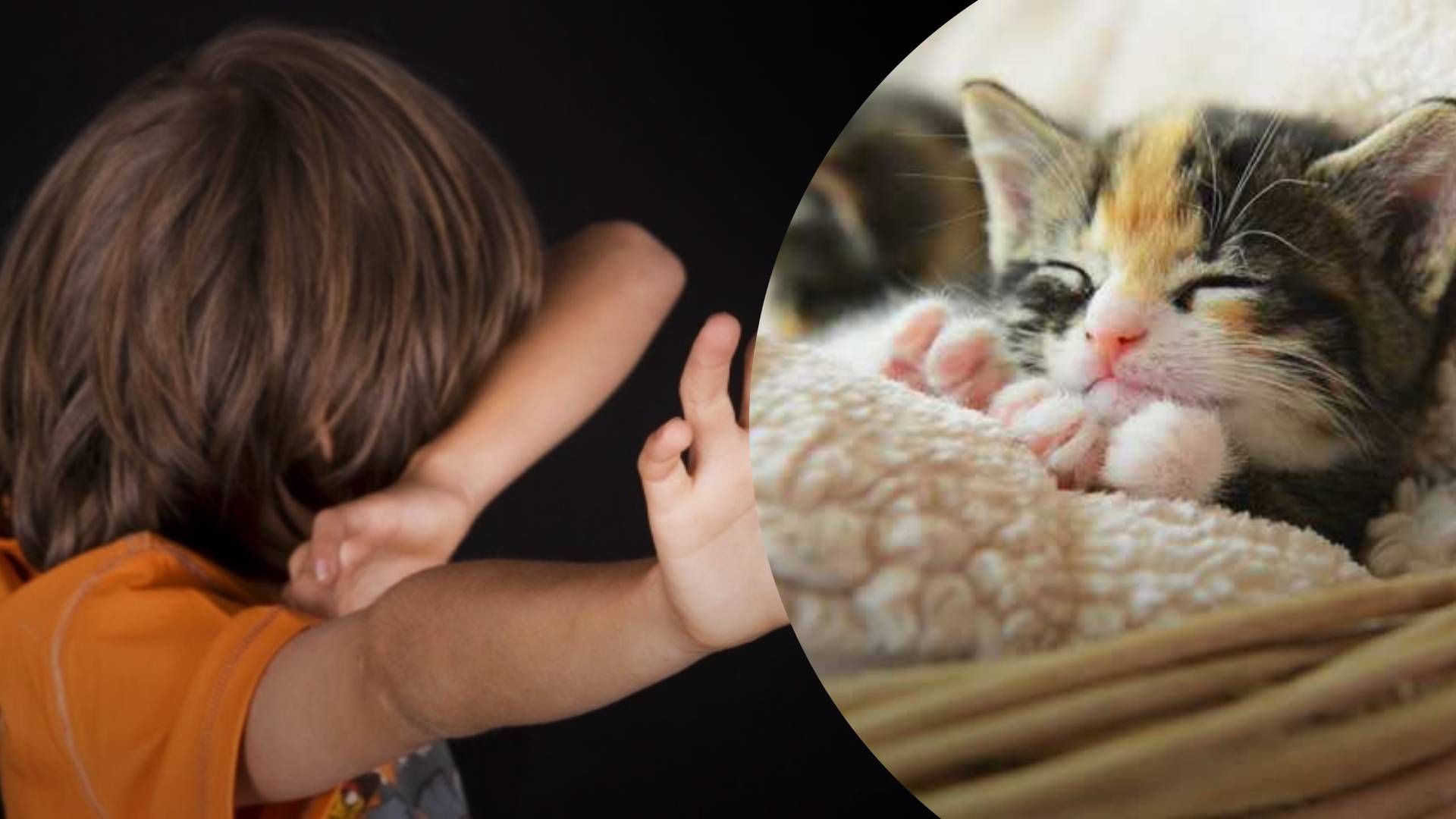 На Закарпатті діти знущалися з маленького кошеняти - 24 Канал На Закарпатті діти знущалися з маленького кошеняти - 24 Канал