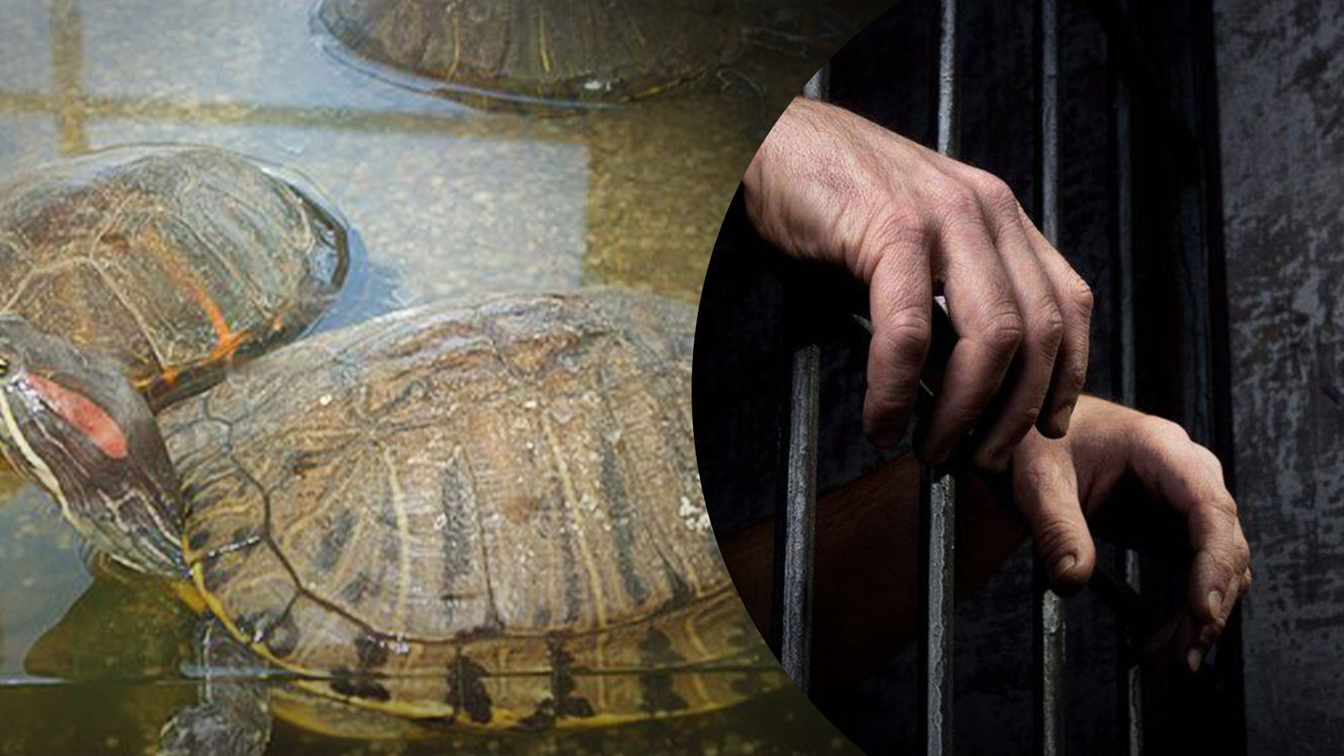 Чоловік в Одесі вбив черапаху Чоловік в Одесі вбив черапаху