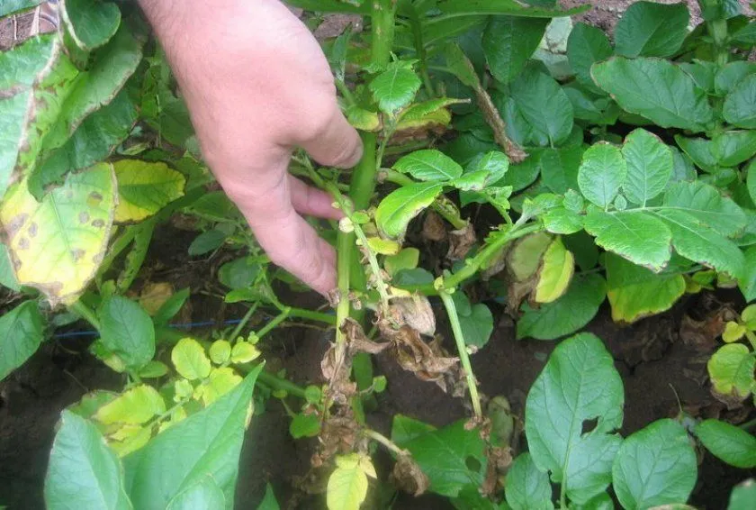 Октябрьская ботва Октябрьская ботва