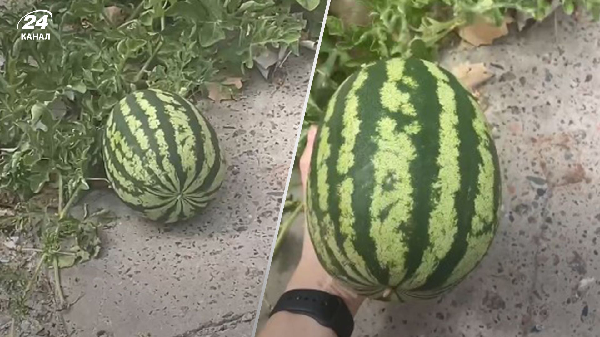 Арбуз вырос на дороге в Херсоне - 24 Канал Арбуз вырос на дороге в Херсоне - 24 Канал