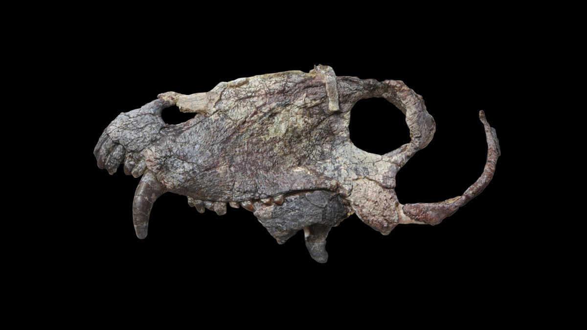 Вчені знайшли череп диноцефала, великого хижака, що передував динозаврам