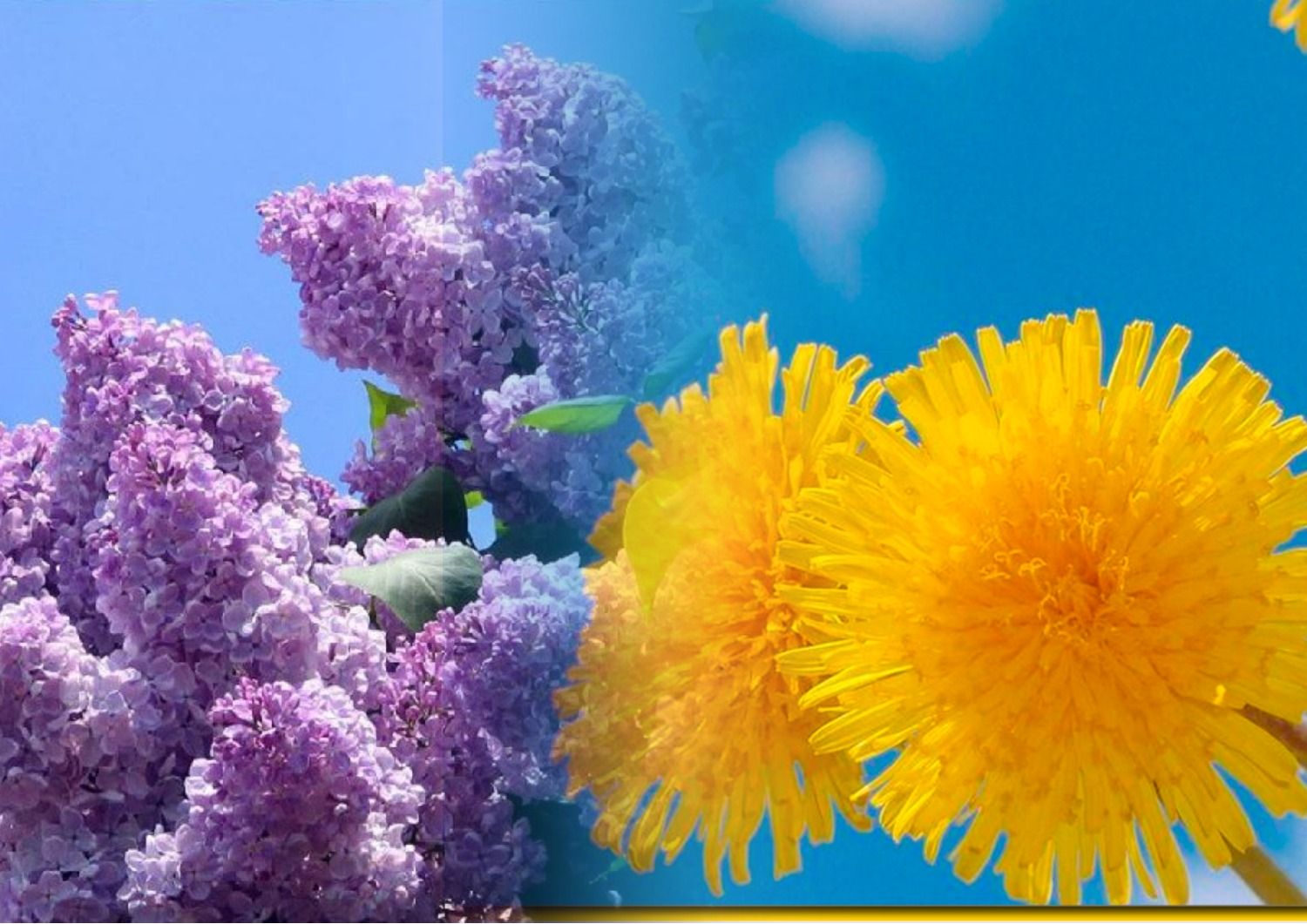 Одуванчики і сірєнь - як правильно українською назвати ці квіти Одуванчики і сірєнь - як правильно українською назвати ці квіти