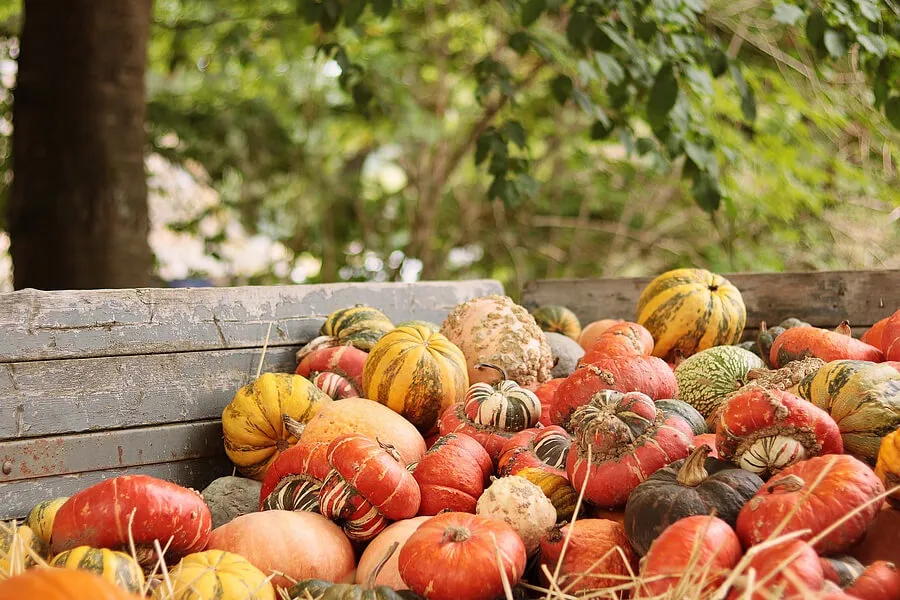 Гарбузи в ящику Гарбузи в ящику