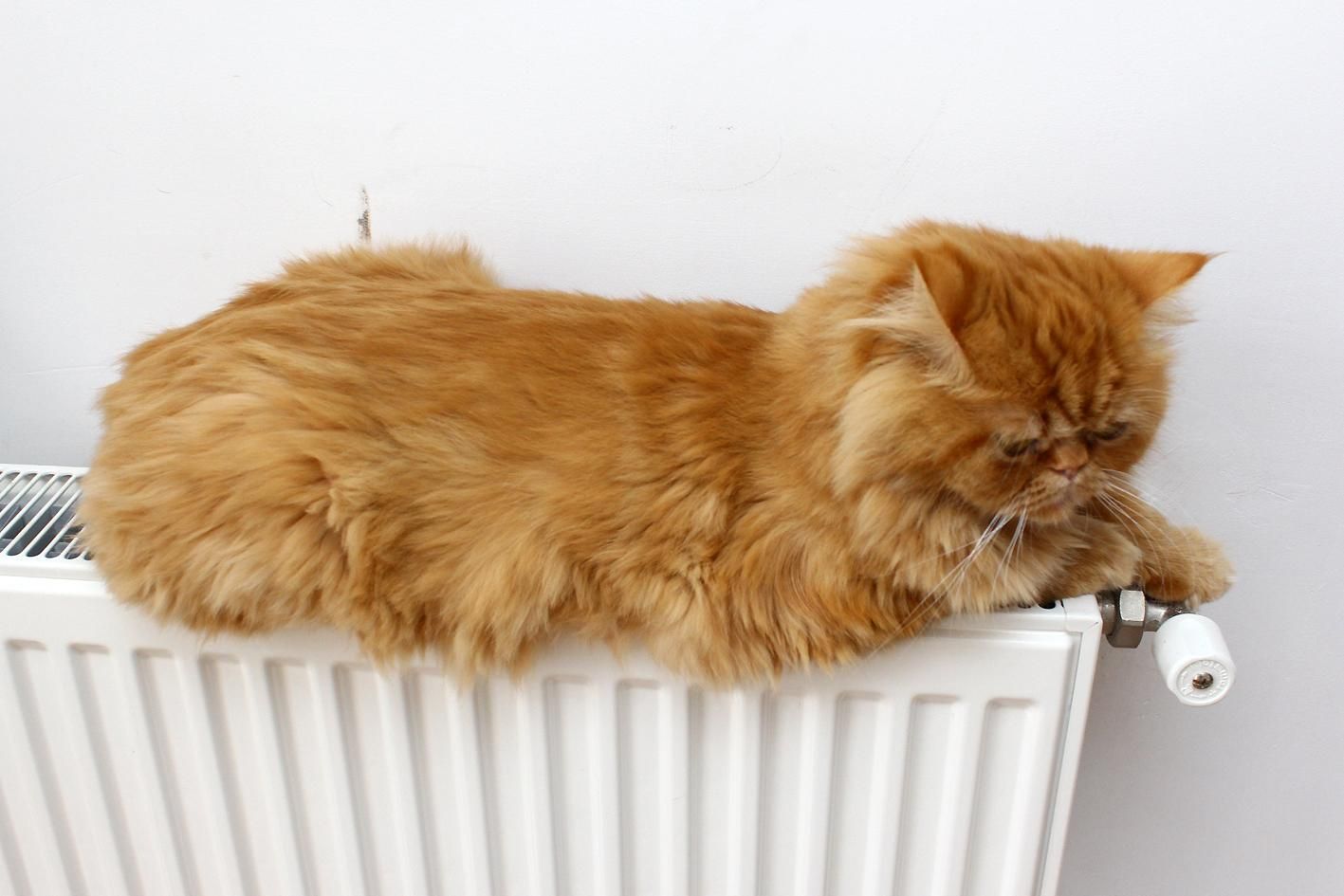 Зима 2024 чого чекати Зима 2024 чого чекати