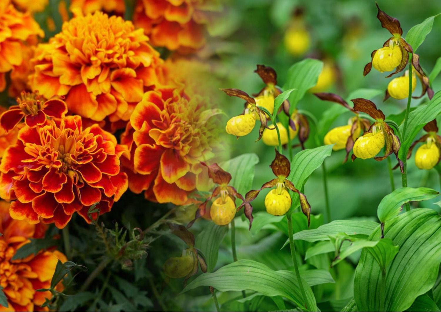 Як правильно українською назвати бархатці й анютині глазки Як правильно українською назвати бархатці й анютині глазки