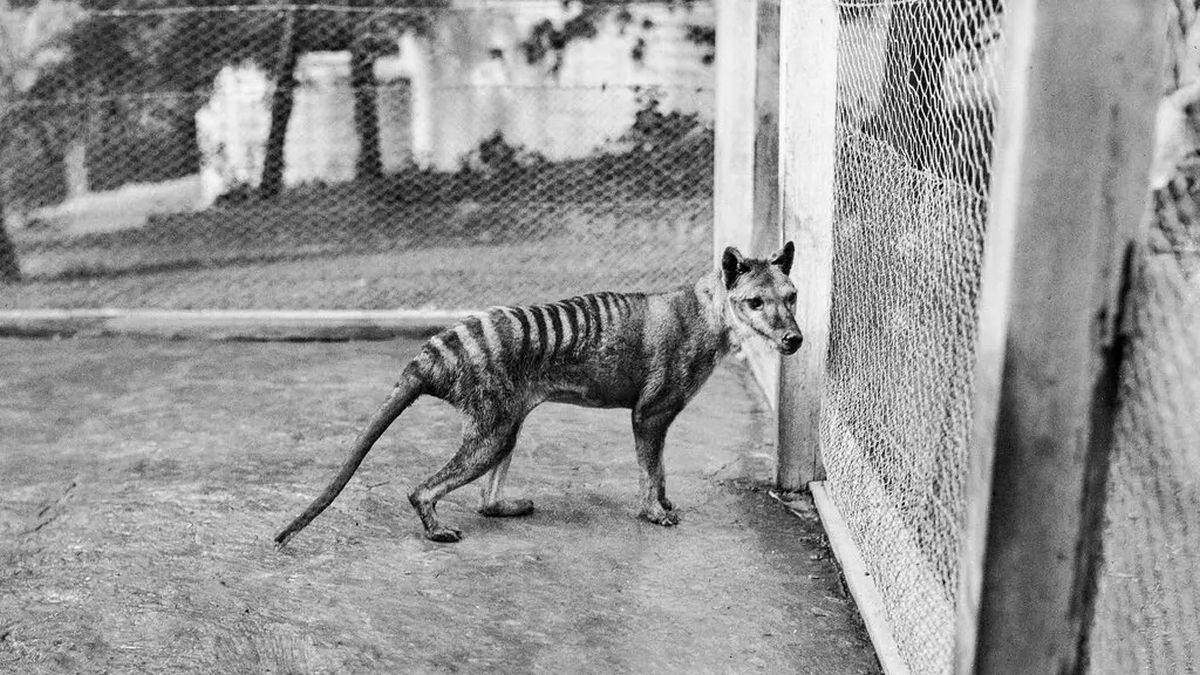 Ученые выделили и секвенировали СНК столетней давности из останков тасманийского тигра
